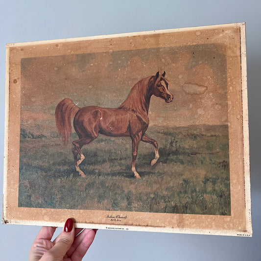 Vintage Horse Print (14"x11")