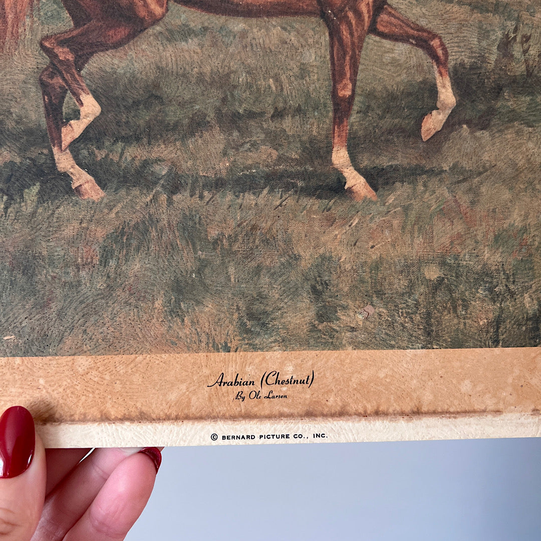 Vintage Horse Print (14"x11")